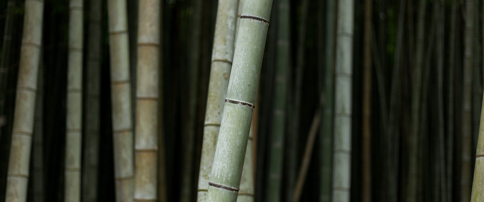 Bamboove bamboo compression socks